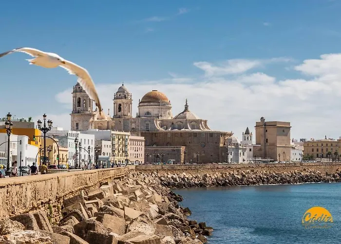 Lavandula By Time 카디스